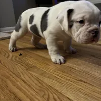 Cashmere, a female Olde English Bulldogge for sale in Minneapolis, MN – Photo 1 of 8
