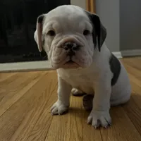 Cashmere, a female Olde English Bulldogge for sale in Minneapolis, MN – Photo 6 of 8