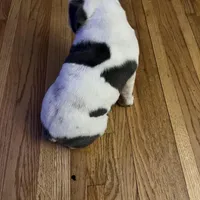 Cashmere, a female Olde English Bulldogge for sale in Minneapolis, MN – Photo 7 of 8