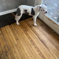 Cashmere, a female Olde English Bulldogge for sale in Minneapolis, MN – Photo 8 of 8