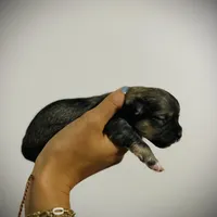 Coco, a female Havanese for sale in Mount Crawford, VA – Photo 1 of 3