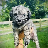 Coco, a female Havanese for sale in Mount Crawford, VA – Photo 2 of 3