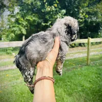 Coco, a female Havanese for sale in Mount Crawford, VA – Photo 3 of 3