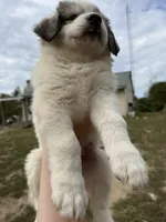 Sofie, a female Great Pyrenees for sale in Fredericktown, MO – 4 of 5