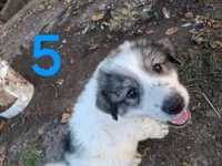 Wilbur, a female Great Pyrenees for sale in Fredericktown, MO – 1 of 2
