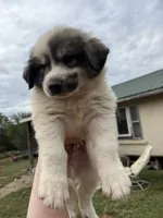 Stogie, a male Great Pyrenees for sale in Fredericktown, MO – 3 of 3