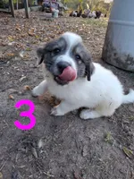 Sassy, a female Great Pyrenees for sale in Fredericktown, MO – 2 of 3