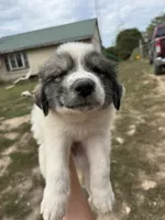 Sassy, a female Great Pyrenees for sale in Fredericktown, MO – 1 of 3