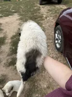 Peanut, a male Great Pyrenees for sale in Fredericktown, MO – 4 of 4