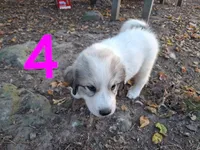 Sofie, a female Great Pyrenees for sale in Fredericktown, MO – 2 of 5