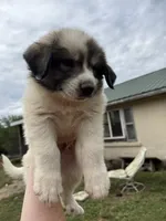 Stogie, a male Great Pyrenees for sale in Fredericktown, MO – 2 of 3