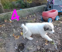 Sofie, a female Great Pyrenees for sale in Fredericktown, MO – 3 of 5