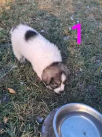 Sally, a female Great Pyrenees for sale in Fredericktown, MO – 2 of 2