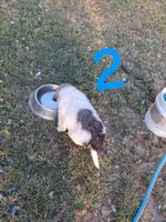 Peanut, a male Great Pyrenees for sale in Fredericktown, MO – 3 of 4