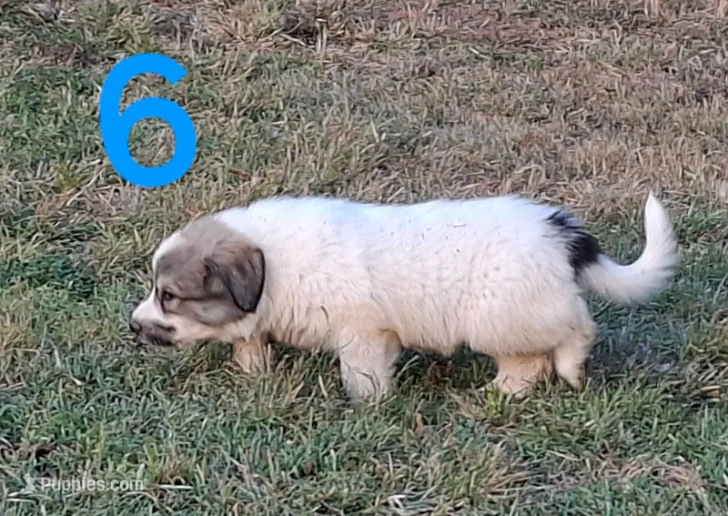 Stogie – Great Pyrenees puppy for sale in Fredericktown, MO