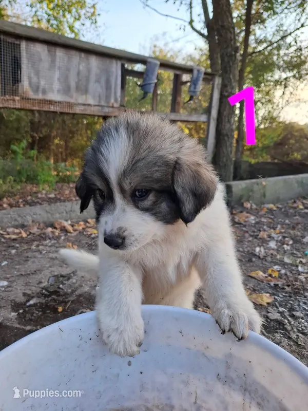Sally – Great Pyrenees puppy for sale in Fredericktown, MO