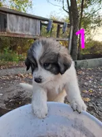Sally, a female Great Pyrenees for sale in Fredericktown, MO – 1 of 2