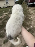 Sofie, a female Great Pyrenees for sale in Fredericktown, MO – 5 of 5