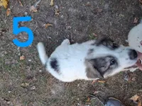 Wilbur, a female Great Pyrenees for sale in Fredericktown, MO – 2 of 2