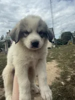 Sofie, a female Great Pyrenees for sale in Fredericktown, MO – 1 of 5