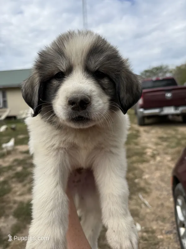 Peanut – Great Pyrenees puppy for sale in Fredericktown, MO