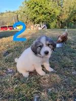 Peanut, a male Great Pyrenees for sale in Fredericktown, MO – 2 of 4