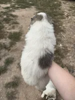 Sassy, a female Great Pyrenees for sale in Fredericktown, MO – 3 of 3