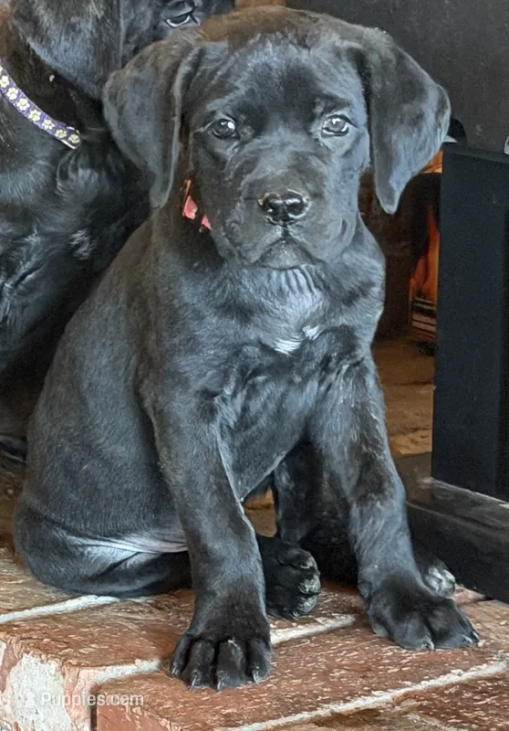 Coral – Cane Corso puppy for sale in Palmdale, CA