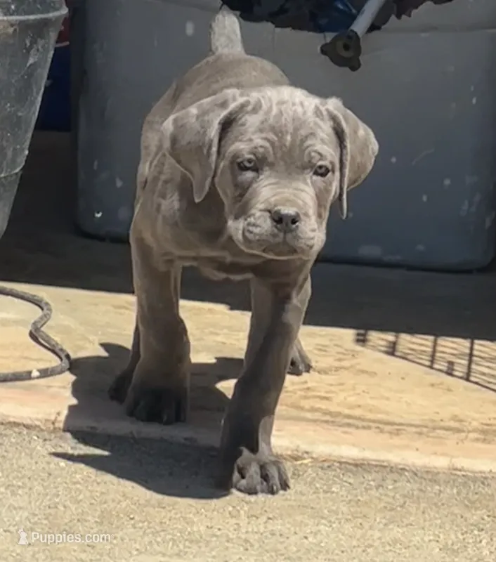 Nixie – Cane Corso puppy for sale in Palmdale, CA