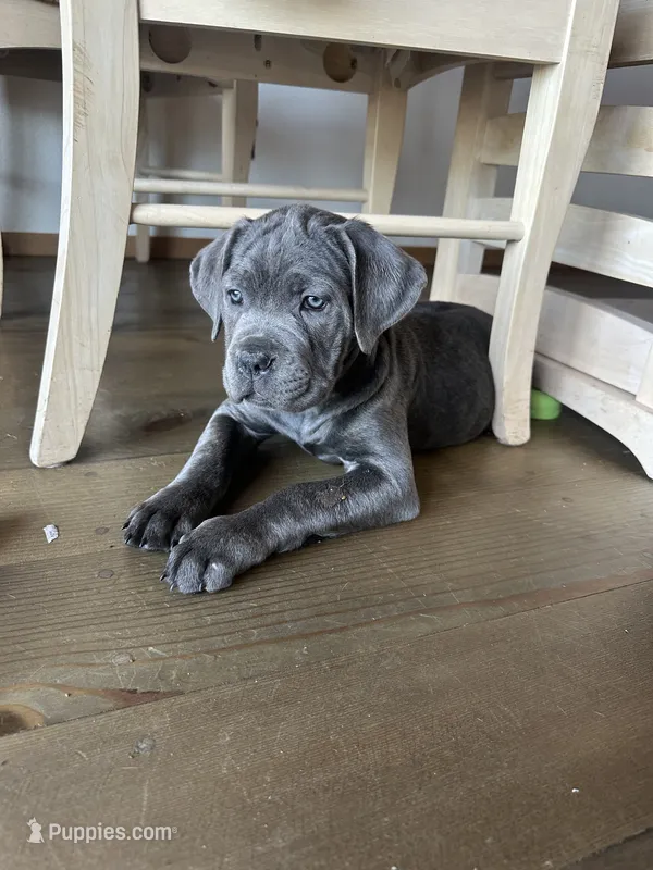 Cove – Cane Corso puppy for sale in Palmdale, CA