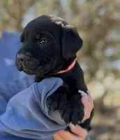 Coral, a female Cane Corso for sale in Palmdale, CA – 3 of 8