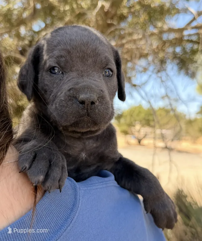 Nixie – Cane Corso puppy for sale in Palmdale, CA