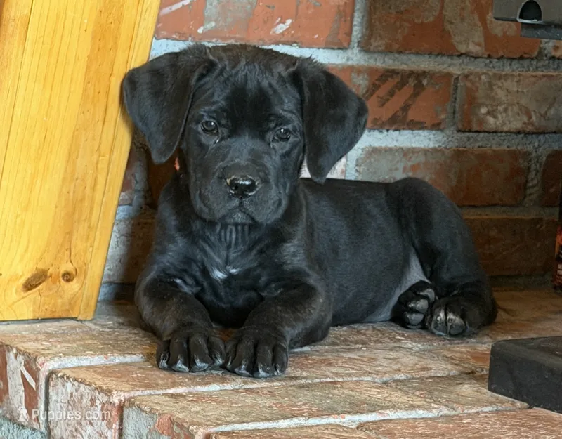 Coral – Cane Corso puppy for sale in Palmdale, CA