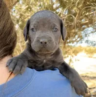 Nixie, a female Cane Corso for sale in Palmdale, CA – 2 of 7