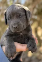 Mermaid, a female Cane Corso for sale in Palmdale, CA – 1 of 8
