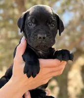 Captain, a male Cane Corso for sale in Palmdale, CA – 4 of 8