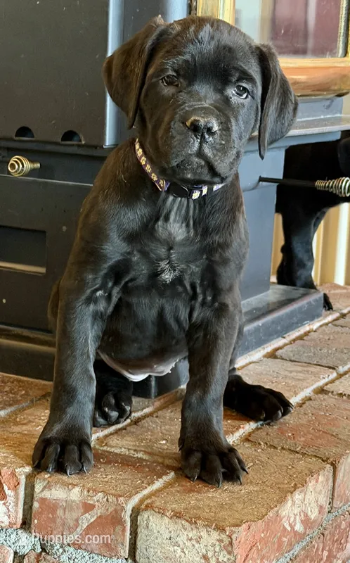 Marina – Cane Corso puppy for sale in Palmdale, CA