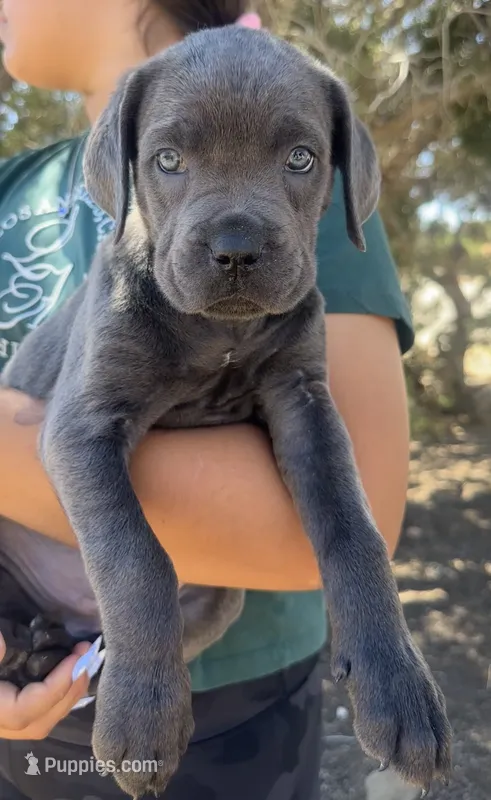 Nixie – Cane Corso puppy for sale in Palmdale, CA