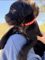 Captain, a male Cane Corso for sale in Palmdale, CA – 2 of 8