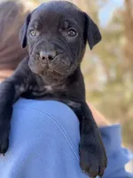 Captain, a male Cane Corso for sale in Palmdale, CA – 3 of 8