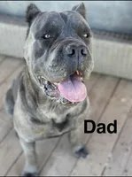Nixie, a female Cane Corso for sale in Palmdale, CA – 6 of 7