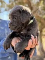 Mermaid, a female Cane Corso for sale in Palmdale, CA – 2 of 8