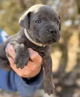 Isla, a female Cane Corso for sale in Palmdale, CA – 3 of 8