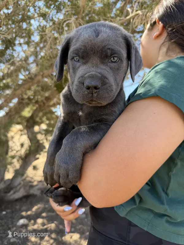 Pirate – Cane Corso puppy for sale in Palmdale, CA