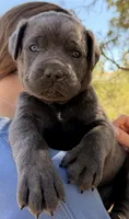 Pirate, a male Cane Corso for sale in Palmdale, CA – 2 of 8