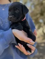 Coral, a female Cane Corso for sale in Palmdale, CA – 2 of 8