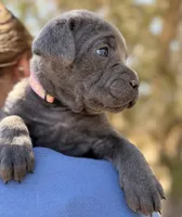 Cove, a female Cane Corso for sale in Palmdale, CA – 3 of 8
