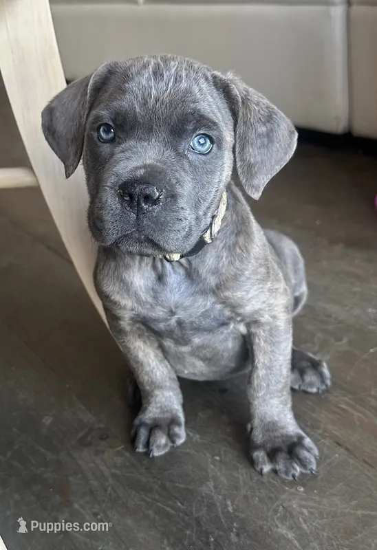 Isla – Cane Corso puppy for sale in Palmdale, CA