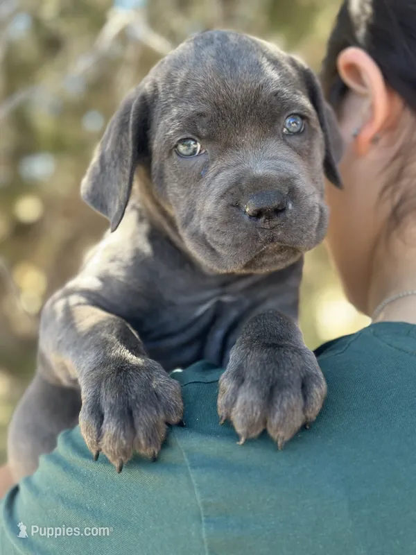 Cove – Cane Corso puppy for sale in Palmdale, CA