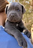 Pirate, a male Cane Corso for sale in Palmdale, CA – 3 of 8